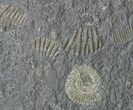 Ammonite Cluster (Harpoceras, Dactylioceras) - Germany #51153-3